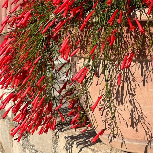 Mercan Çiçeği (Russelia Equisetiformis)