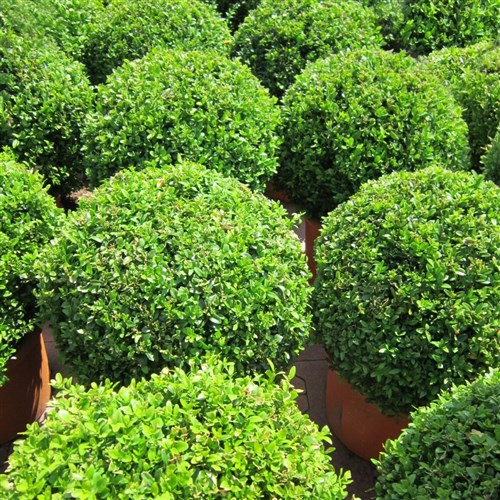 Top Şimşir (Buxus Faulkner)