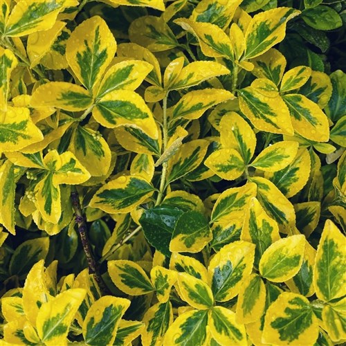 Altuni Taflan (Euonymus Japonica Aurea)