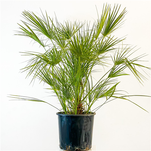 Bodur Palmiye (Chamaerops Humilis)