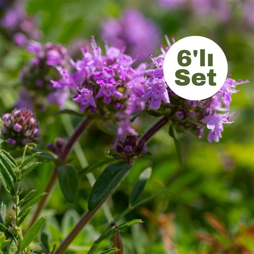 Yabani Kekik (Thymus Serpyllum) 6'lı Set