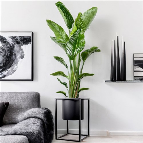 Starliçe XL (Strelitzia Nicolai) Ayaklı Siyah Metal Saksılı