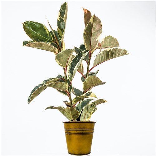 Beyaz Alacalı Kauçuk - 2 Gövdeli - Large (Ficus Elastica Tineke) Metal Saksılı