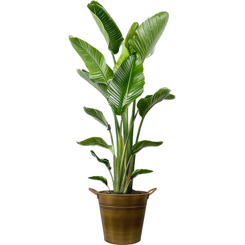 Starliçe XL (Strelitzia Nicolai) Gold Metal Saksılı