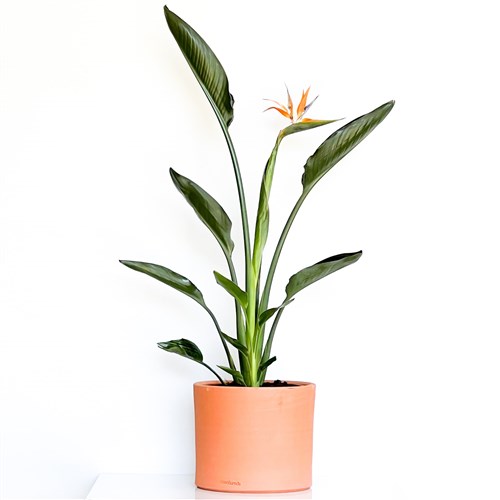 Starliçe Cenet Kuşu (Strelitzia Reginae) Ruby