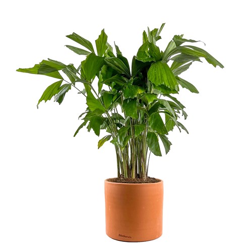 Balık Kuyruğu Palmiyesi (Caryota Mitis) Ruby