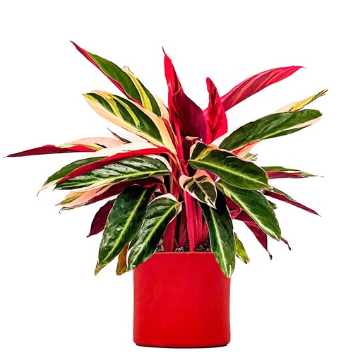 Kalatya (Calathea Triostar) Ruby