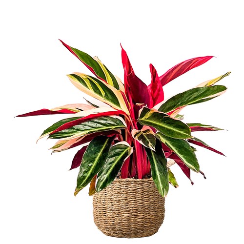 Kalatya (Calathea Triostar) Hasır Saksılı