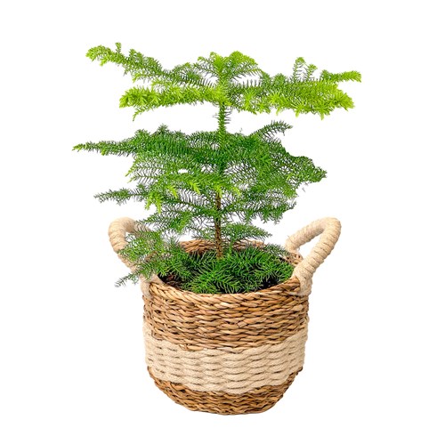 Salon Çamı (Araucaria Heterophylla) Hasır Saksılı