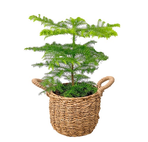 Salon Çamı (Araucaria Heterophylla) Hasır Saksılı