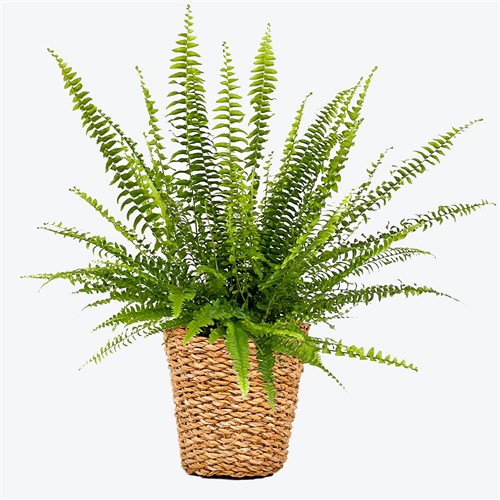 Aşk Merdiveni (Nephrolepis) Hasır Saksılı