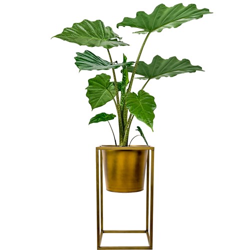 Fil Kulağı (Alocasia Portodora) Ayaklı Gold Metal Saksılı
