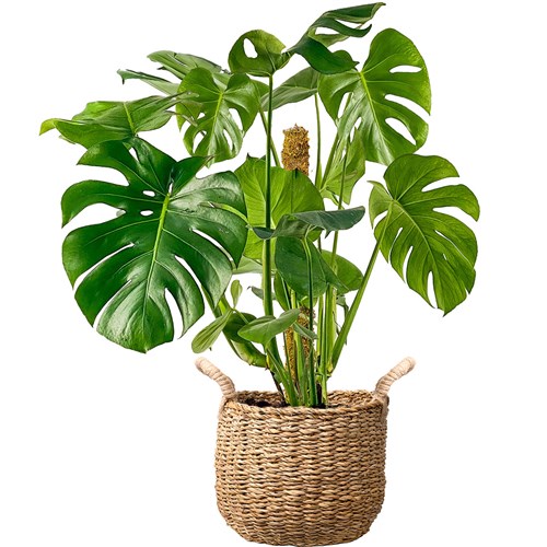 Deve Tabanı XL (Monstera Deliciosa) Hasır Saksılı