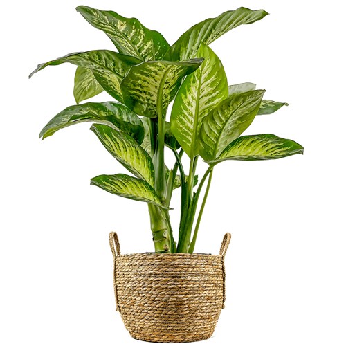Difenbahya (Dieffenbachia Tropic Snow) Hasır Saksılı