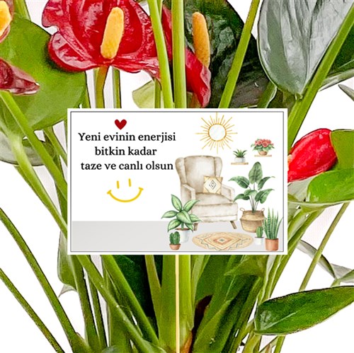 Ev Hediyesi - Tebrik Kartı