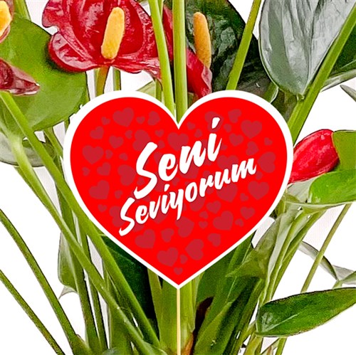 Seni Seviyorum - Tebrik Kartı