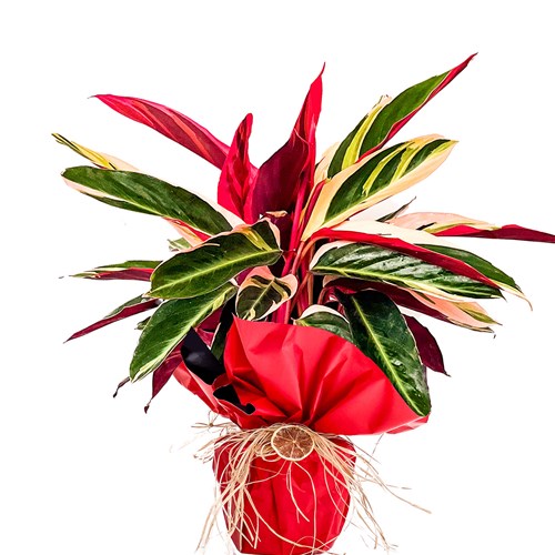 Kalatya (Calathea Triostar) Hediye Paketli