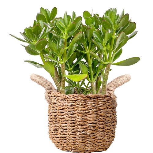 Para Çiçeği (Crassula Ovata) Hasır Saksılı