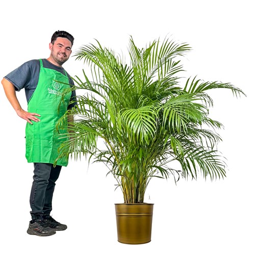 Areka Palmiyesi XL (Dypsis Lutescens) Metal Saksılı