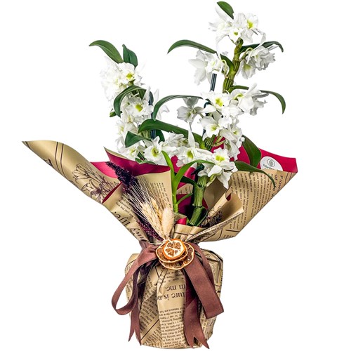 Bambu Orkide (Dendrobium Nobile) Hediye Paketli