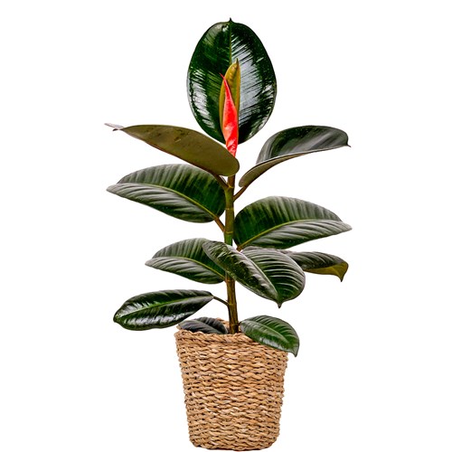 Kauçuk - (Ficus Elastica Robusta) Hasır Saksılı
