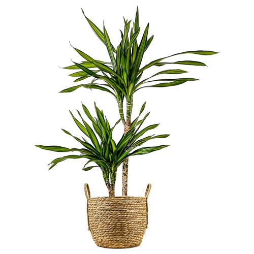 Dracaena Rikki - 2 Gövdeli Hasır Saksılı