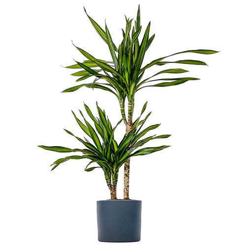 Dracaena Rikki - 2 Gövdeli Ruby