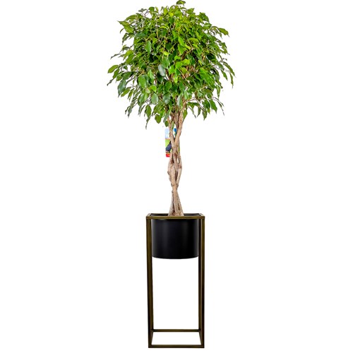 Örgülü Benjamin (Ficus Benjamina Danielle) Ayaklı Siyah Metal Saksılı