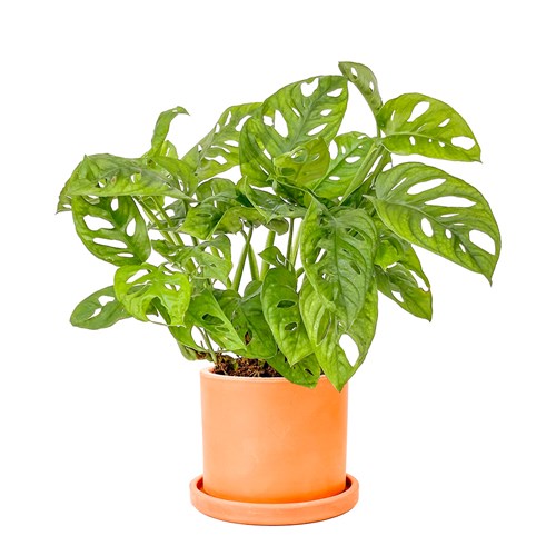 Deve Tabanı Mini (Monstera Monkey Mask) Ruby