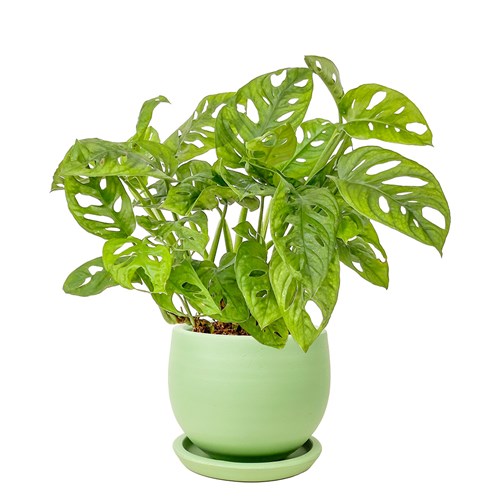 Deve Tabanı Mini (Monstera Monkey Mask) Curvy