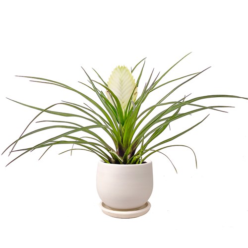 Beyaz Hava Bitkisi (Tillandsia Cyanea) Curvy