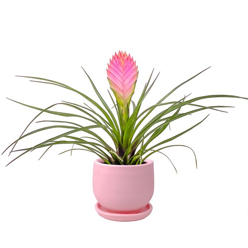 Pembe Hava Bitkisi (Tillandsia Cyanea) Curvy