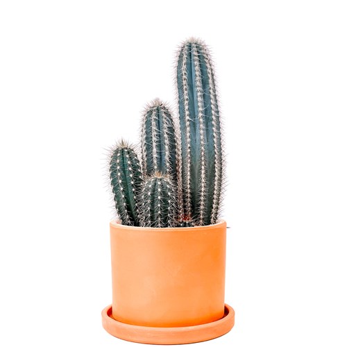 Mavi Sütun Kaktüs (Pilosocereus Pachycladus) Ruby