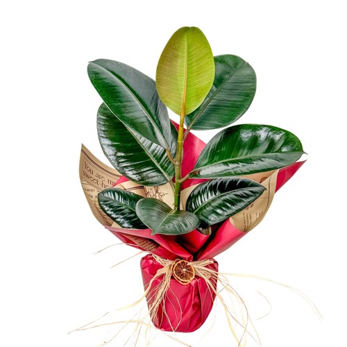 Kauçuk - (Ficus Elastica Robusta) Hediye Paketli