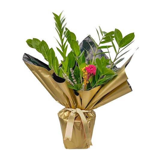 Zamia Mini (Zamioculcas Zamiifolia) Hediye Paketli