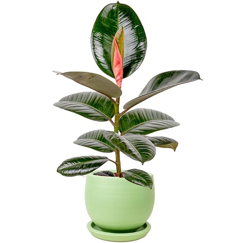 Kauçuk - (Ficus Elastica Robusta) Curvy