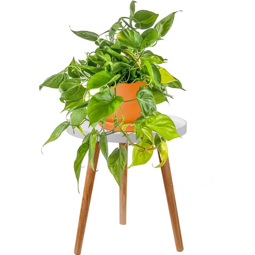 Patos Alacalı Yapraklı Salon Sarmaşığı (Philodendron Scandens Brasil) Ruby