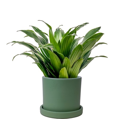 Dracaena Compacta Mini - Ruby