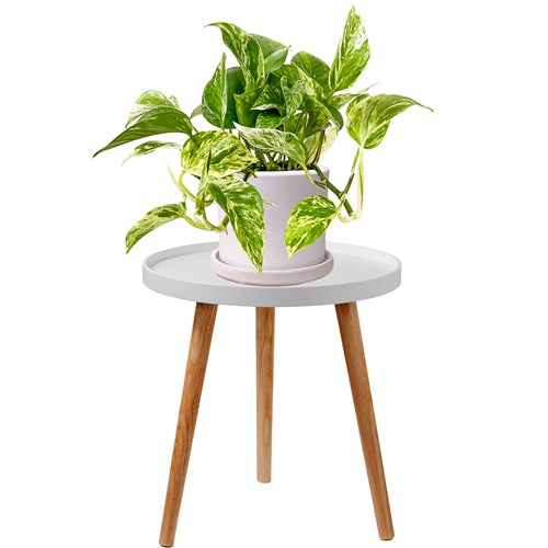 Patos Salon Sarmaşığı (Epipremnum Aureum) Ruby