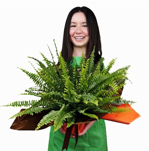 Aşk Merdiveni (Nephrolepis) Hediye Paketli