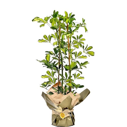 Şeflera (Schefflera) Hediye Paketli