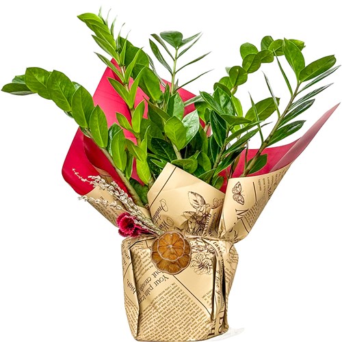 Zamia Mini (Zamioculcas Zamiifolia) Hediye Paketli
