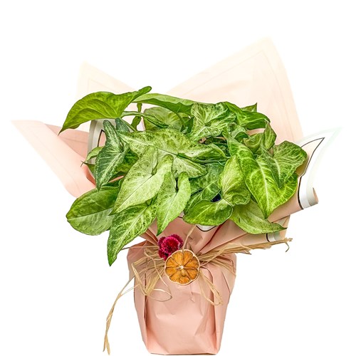 Melek Kanadı (Syngonium) Hediye Paketli