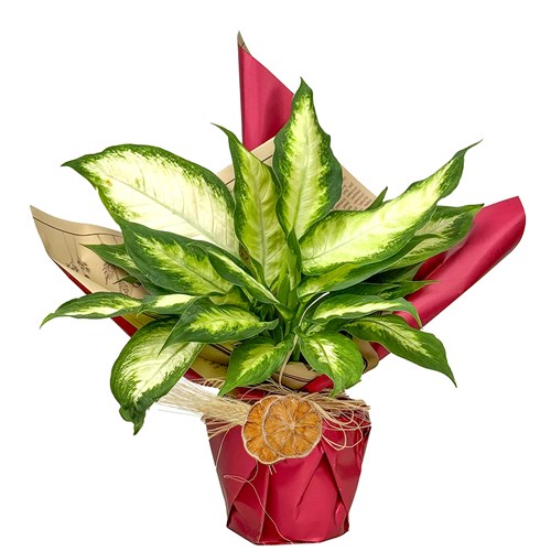 Difenbahya (Dieffenbachia Camilla) Hediye Paketli