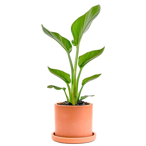 Starliçe Mini (Strelitzia Nicolai) Ruby