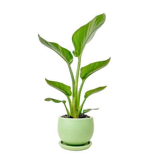 Starliçe Mini (Strelitzia Nicolai) Curvy
