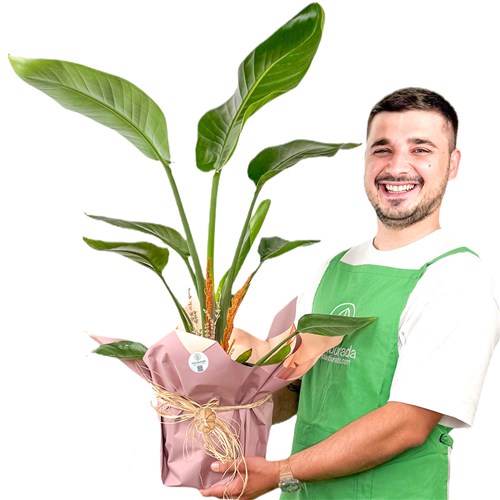 Starliçe (Strelitzia Nicolai) Hediye Paketli