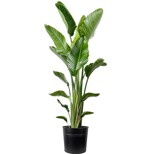 Starliçe XL (Strelitzia Nicolai) Metal Saksılı