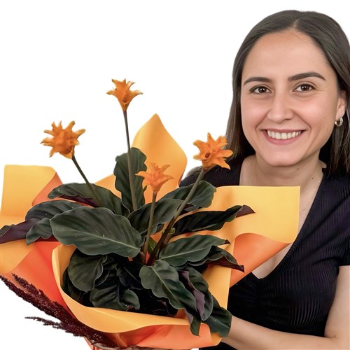 Kalatya (Calathea Crocata) Hediye Paketli