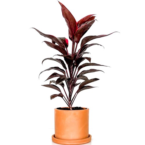 Kordilin (Cordyline Tango) Ruby